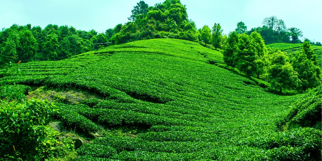 安吉茶山灌溉项目-PE灌溉管